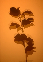 dubbele schaduw 9-2015 3923